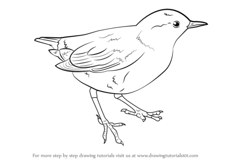 Птица оляпка раскраска