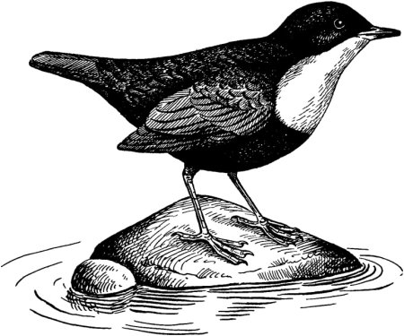 Бианки оляпка оляпка