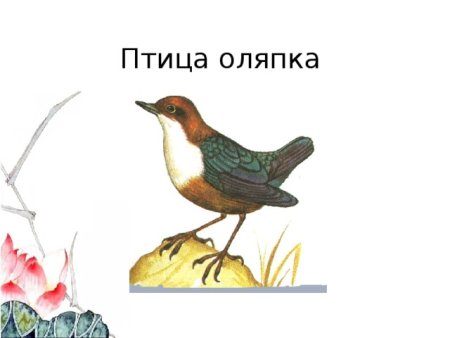 Раскраска птицы Дрозд