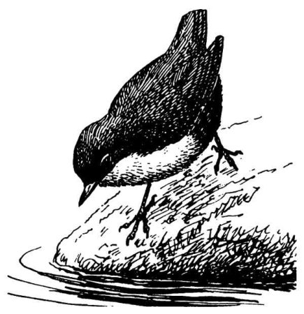 Виталий Бианки оляпка