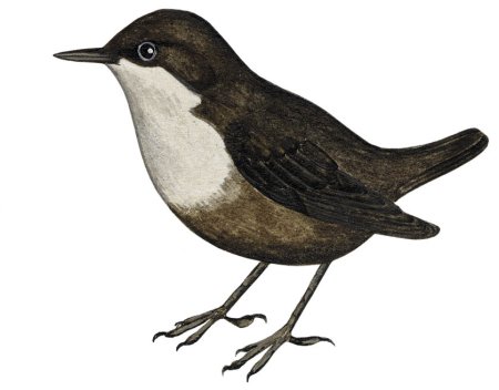 Оляпка раскраска