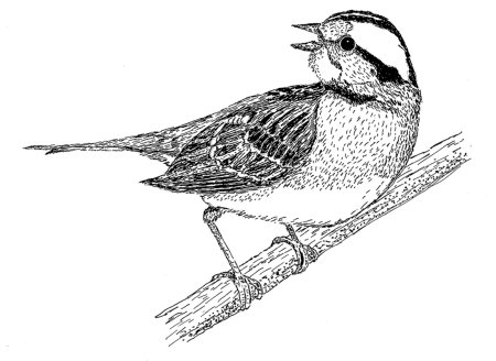 Раскраска птицы и босикомые