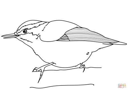 Бианки оляпка