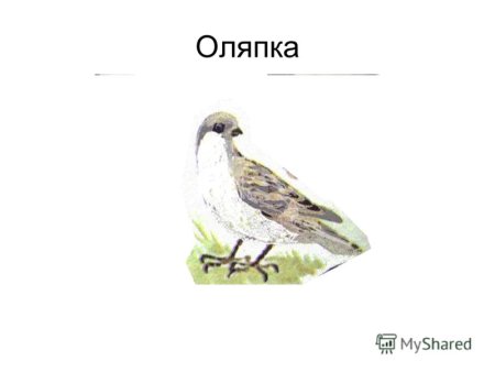 Певчий Дрозд раскраска