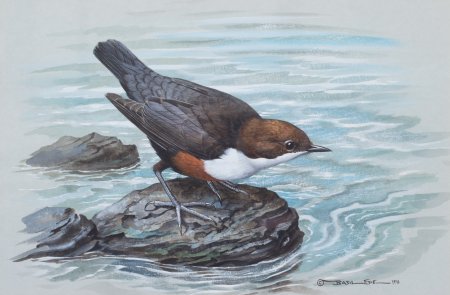 В Бианки птичка оляпка