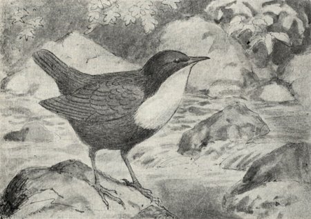 Оляпка рисунок