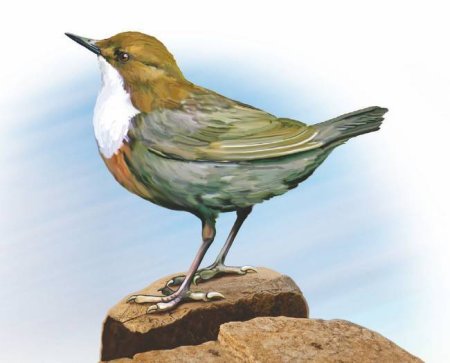 Виталий Бианки оляпка Виталий Бианки оляпка