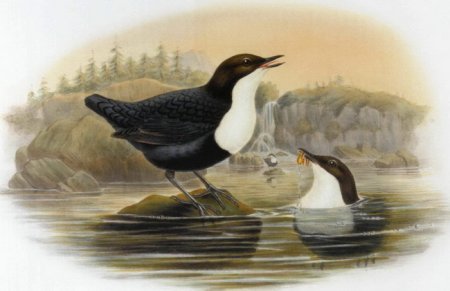 Оляпка раскраска