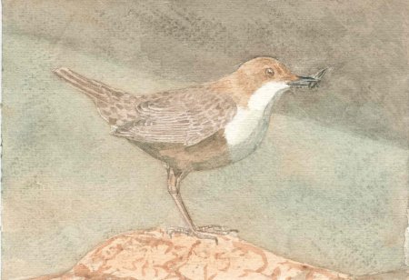 Бианки оляпка оляпка