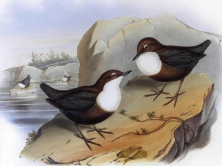 Оляпка рисунок