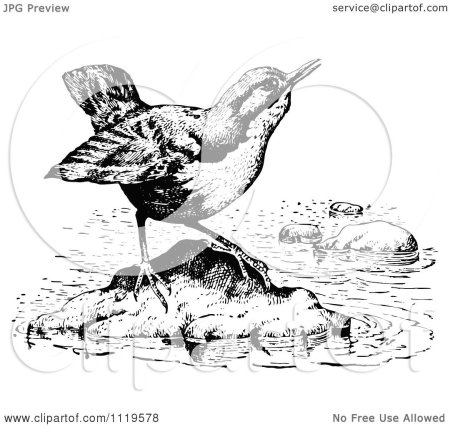 Оляпка картинка для детей