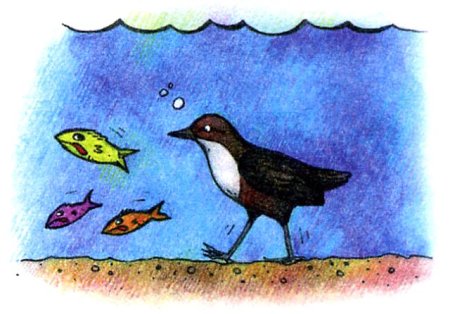 В Бианки птичка оляпка