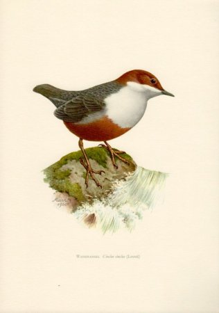 Поползень раскраска