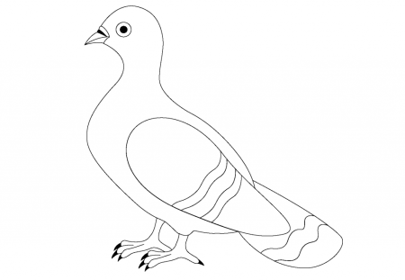 Голубь раскраска