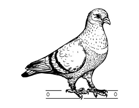 Голубь раскраска