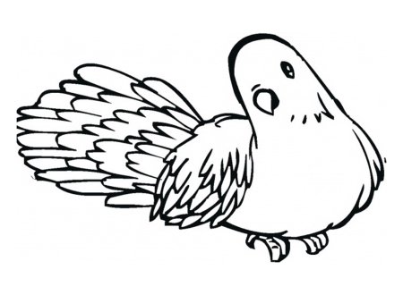 Голубь раскраска