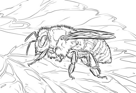 Пчела раскраска