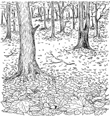 Раскраска осенний лес