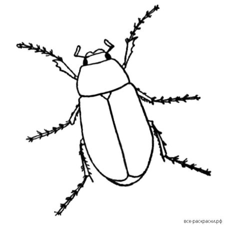 Жук раскраска