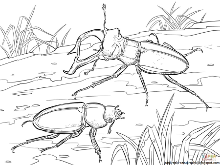 Жук усач раскраска