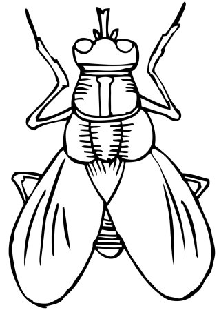 Насекомые раскраска для детей