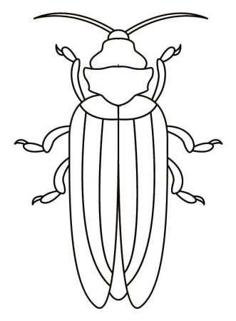Жук раскраска для малышей
