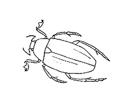 Жук раскраска для малышей