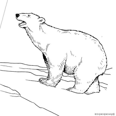 Белыймидведь раскраска