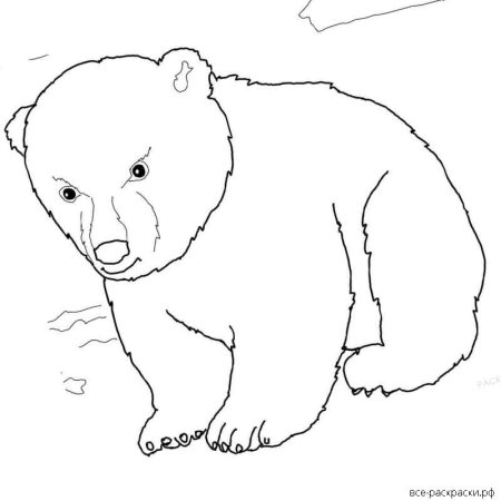Белый медведь раскраска