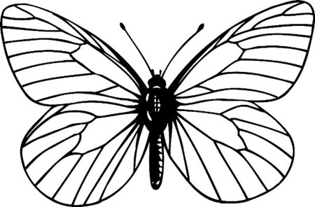 Бабочка раскраска для детей