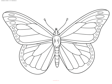 Раскраска "бабочки"