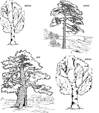 Рисунок леса раскраска