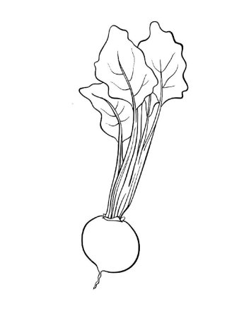 Редиска раскраска для детей