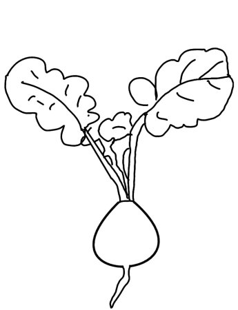 Свекла раскраска