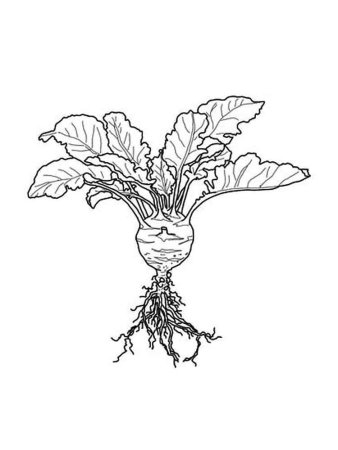 Раскраска. Овощи.