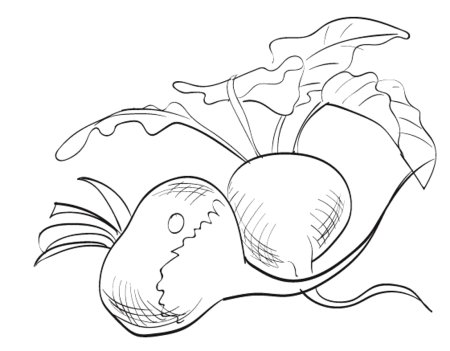 Свекла турнепс