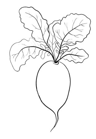 Морковь раскраска