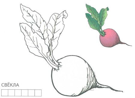 Редиска раскраска для детей
