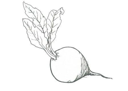 Редиска трафарет