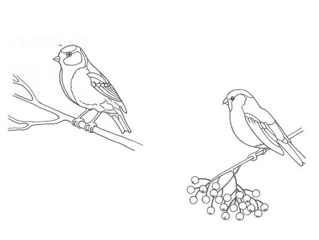 Синица раскраска