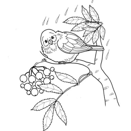 Рябина раскраска