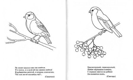 Раскраска Снегири на рябине для детей