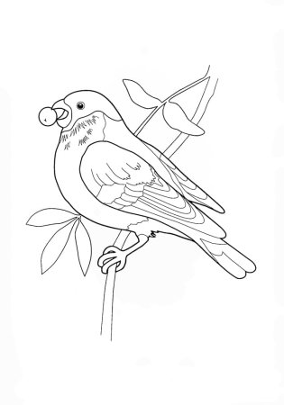 Раскраска кормушка для птиц для детей