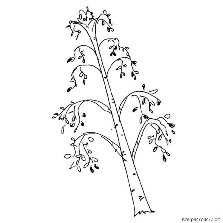 Береза раскраска