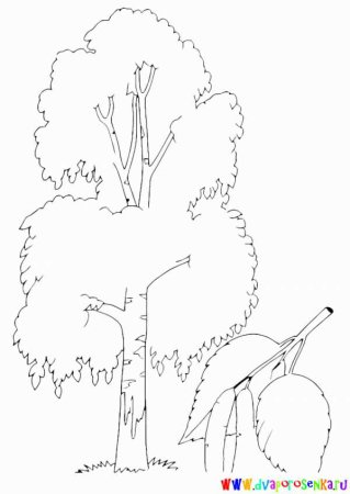 Береза раскраска