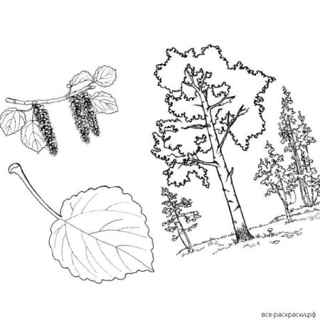 Береза без листьев