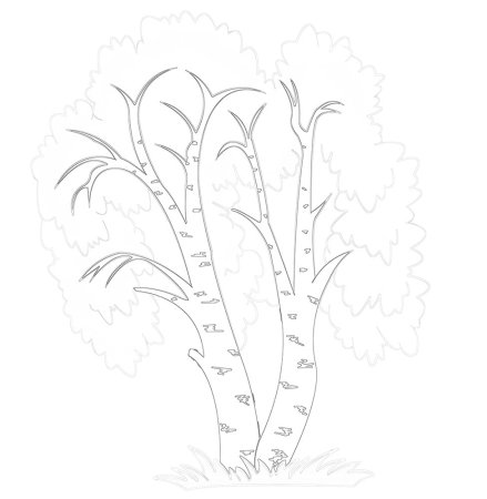 Контур ствола березы