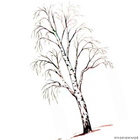 Береза раскраска