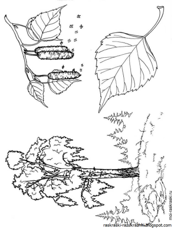 Береза раскраска