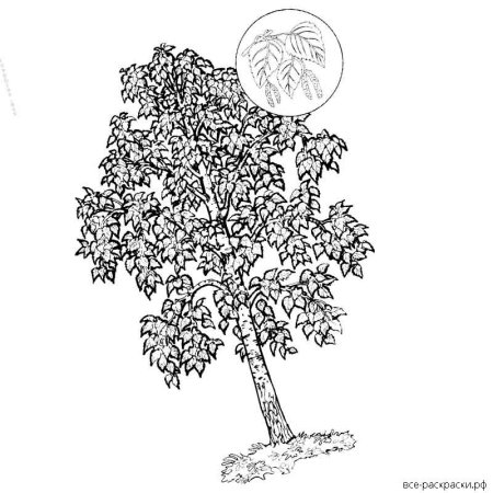Береза раскраска